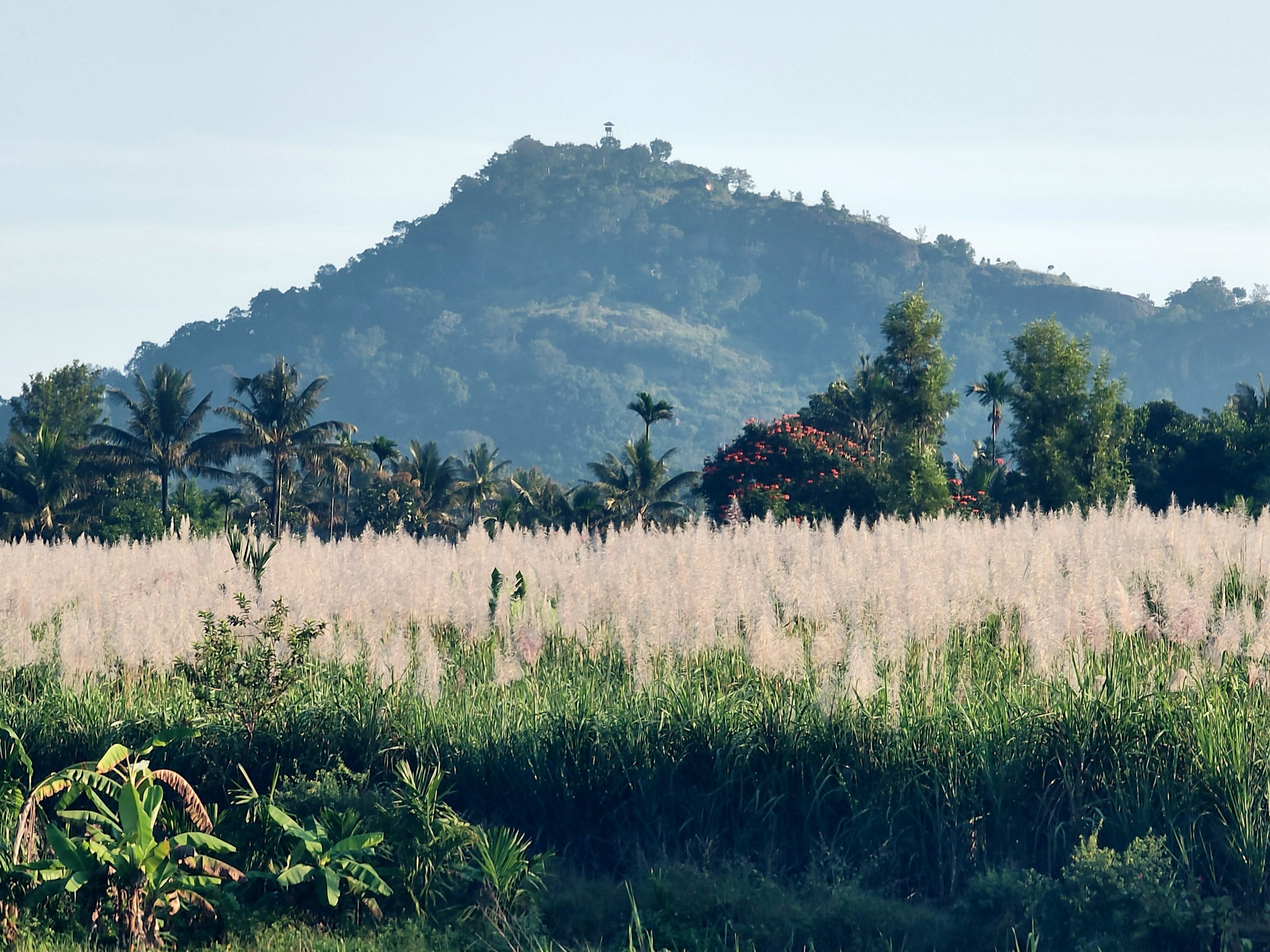 മറയൂരിലെ കരിമ്പ് കർഷകർ