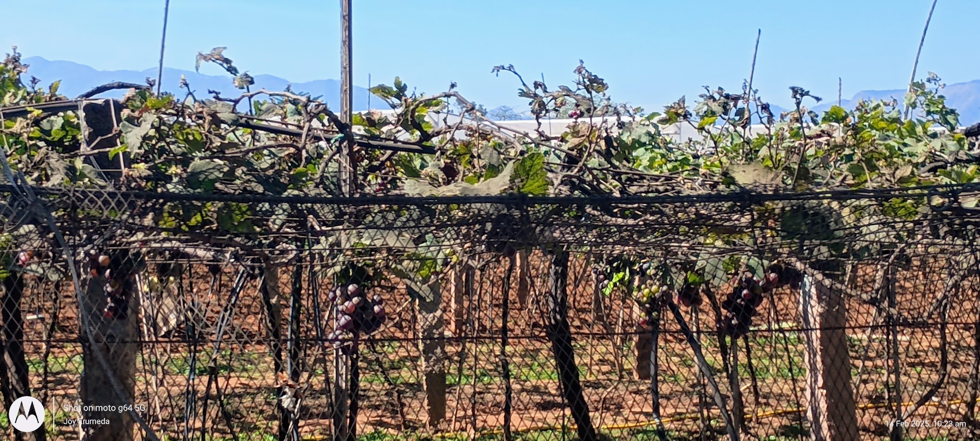 തമിഴ്നാട്ടിലെ മുന്തിരി തോട്ടങ്ങളില് ചാര രോഗം