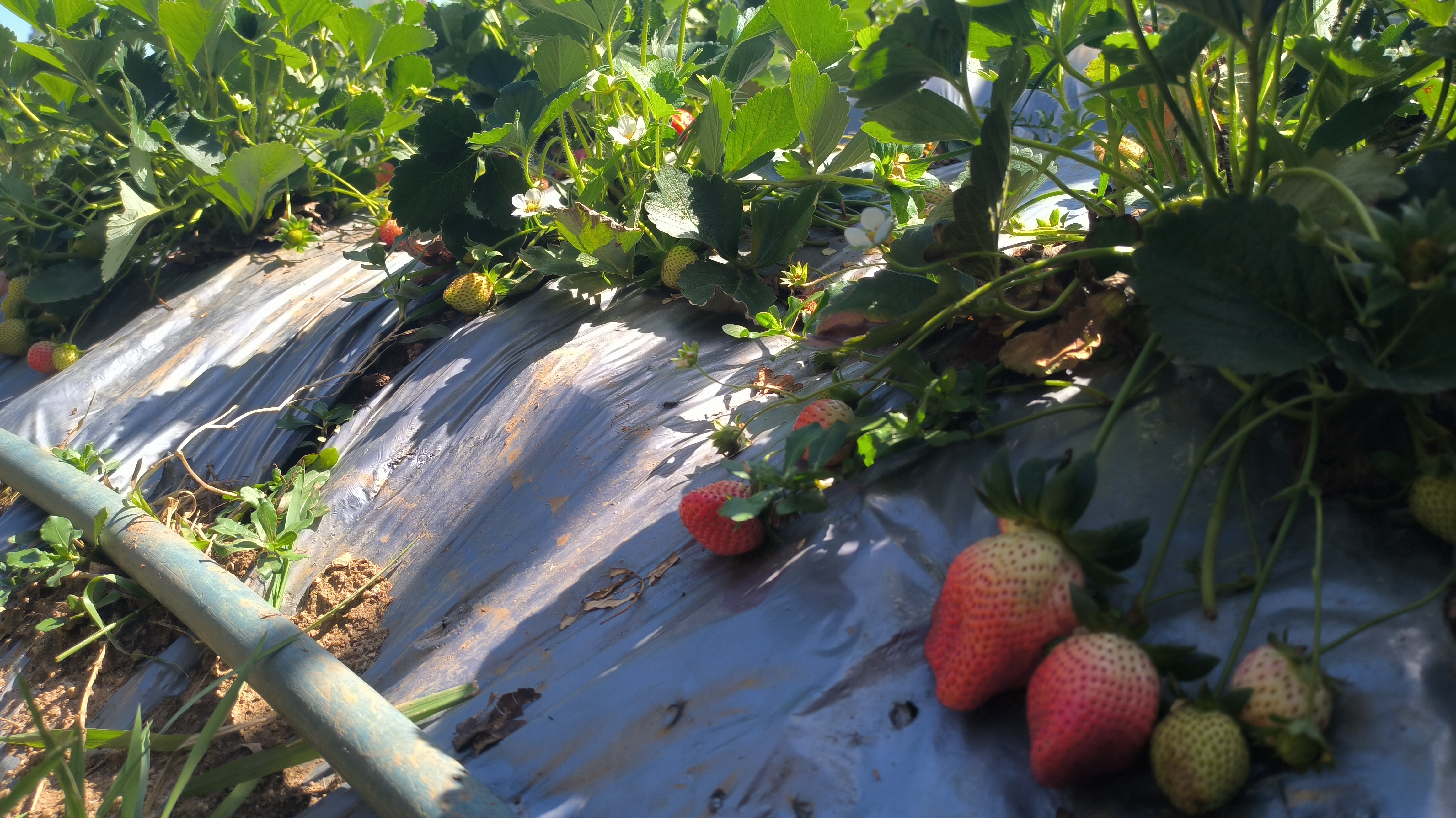 കാന്തല്ലൂരിൽ സ്ട്രോബറി കർഷകർ പ്രതിസന്ധിയിൽ