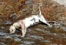 പുഴയിൽ മൂന്നു ദിവസത്തിലധികം പഴക്കമുള്ള പുലിയുടെ ജഡം കണ്ടെത്തി