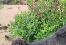 മൂന്നാറില് വീണ്ടും കടുവയുടെ ആക്രമണം;പശുവിനെ കടുവ ആക്രമിച്ചു