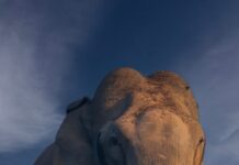 മൂന്നാറിൻ്റെ ഗാംഭീര്യം ‘പടയപ്പ’: വനംവകുപ്പ് ഉദ്യോഗസ്ഥൻ പകർത്തിയ ചിത്രം വൈറലാകുന്നു