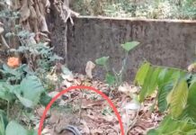 പാമ്പുശല്യം: ഭീതിയോടെ അംഗൻവാടി കുട്ടികൾ